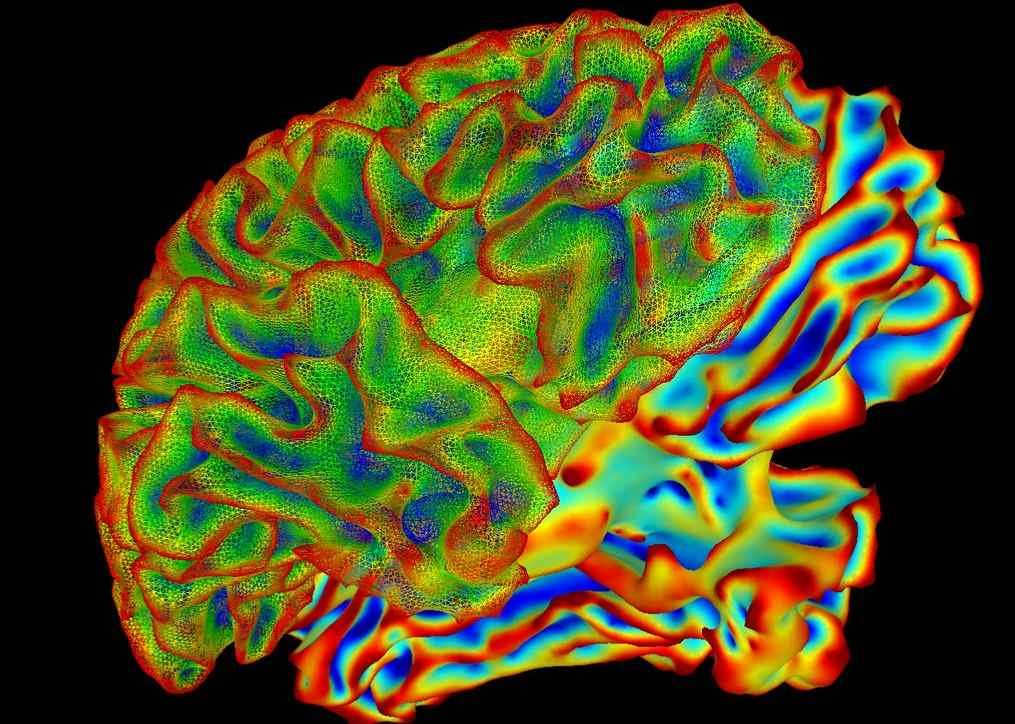 brain function